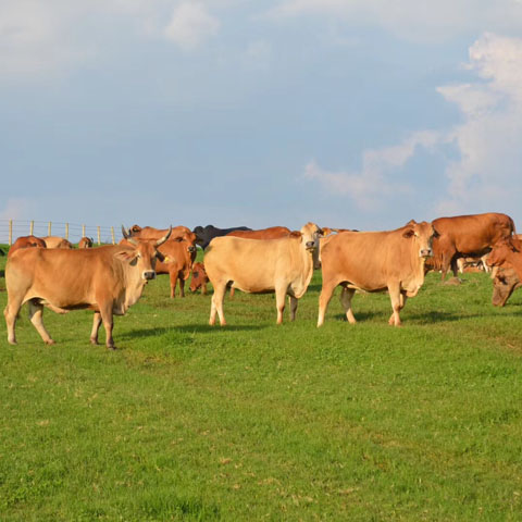 第一条　为了加强牛羊屠宰管理，规范牛羊屠宰行为，促进牛羊屠宰行业健康发展，保障牛羊产品质量安全和公众...